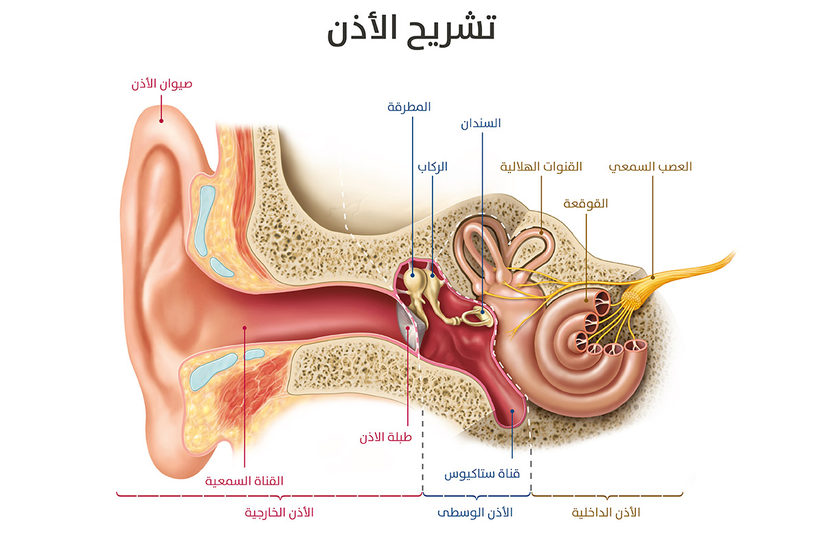 الأذن وعملية السمع